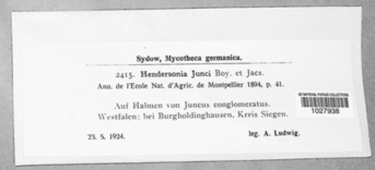 Septoriella junci image